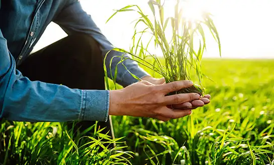 organic peptide fertilizer organic peptide fertilizer