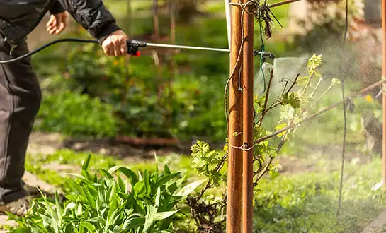 amino acid fertilizer