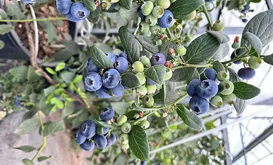 yeast peptide powder yeast peptide powder