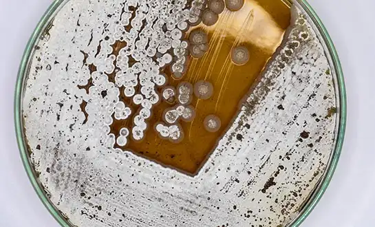 yeast peptide yeast peptide