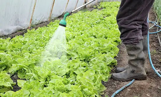 yeast peptide powder yeast peptide powder