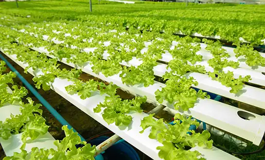 Peptide-based biostimulant