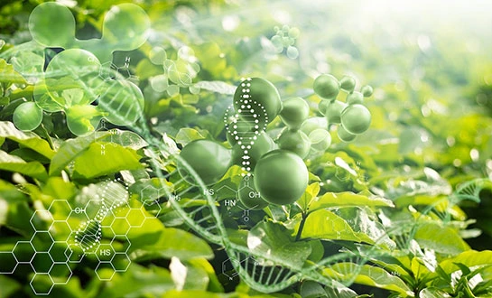 amino acids for plants