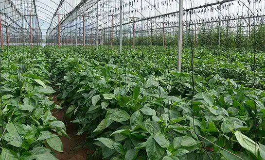 yeast-derived peptide