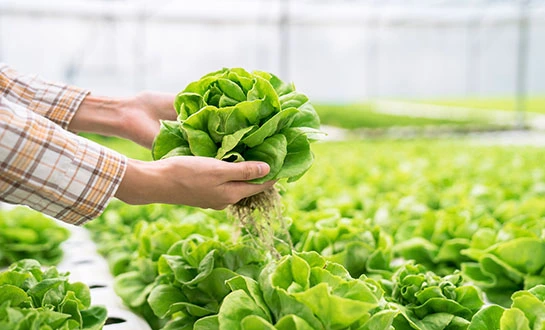 rooting biostimulants