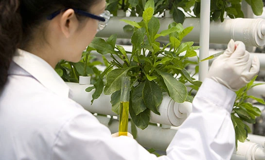 micronutrients for plants micronutrients for plants