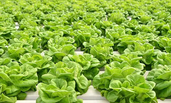 amino acid peptide biostimulants