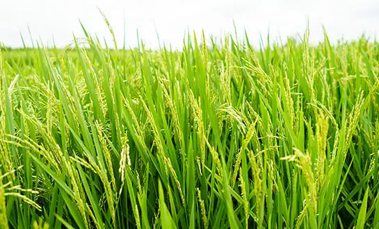 amino acid fertilizer