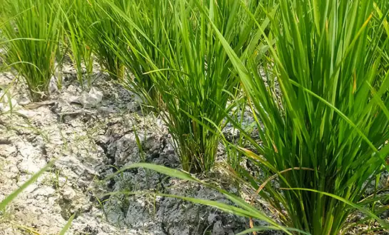 amino acid peptide biostimulants amino acid peptide biostimulants