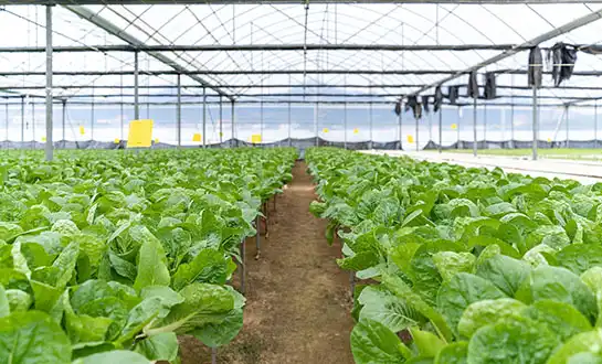 pesticide synergists