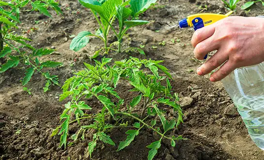 amino acid peptide foliar spray amino acid peptide foliar spray