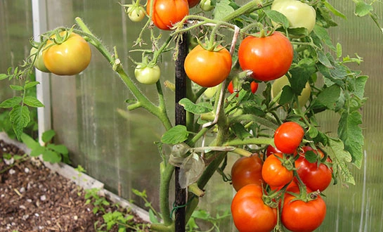 amino acid peptide foliar spray