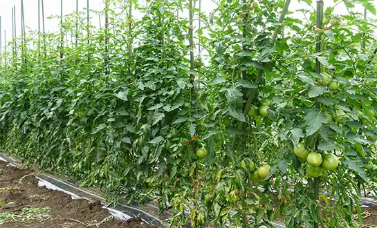 yeast-derived biostimulant yeast-derived biostimulant