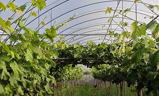 amino acid fertilizer