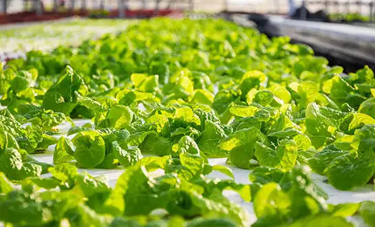 amino acid fertilizer