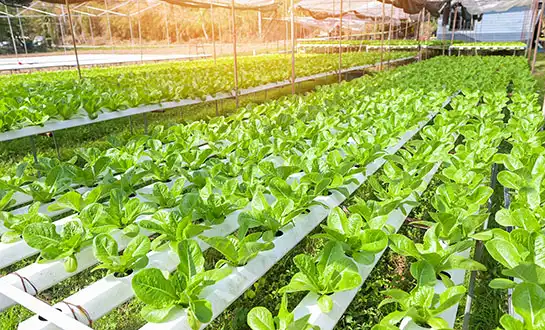 yeast peptide agriculture product yeast peptide agriculture product