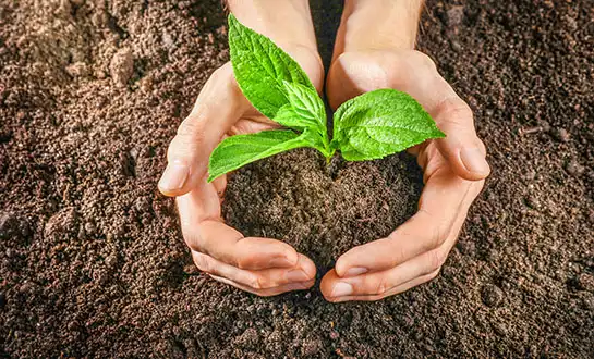 yeast peptide agriculture product yeast peptide agriculture product