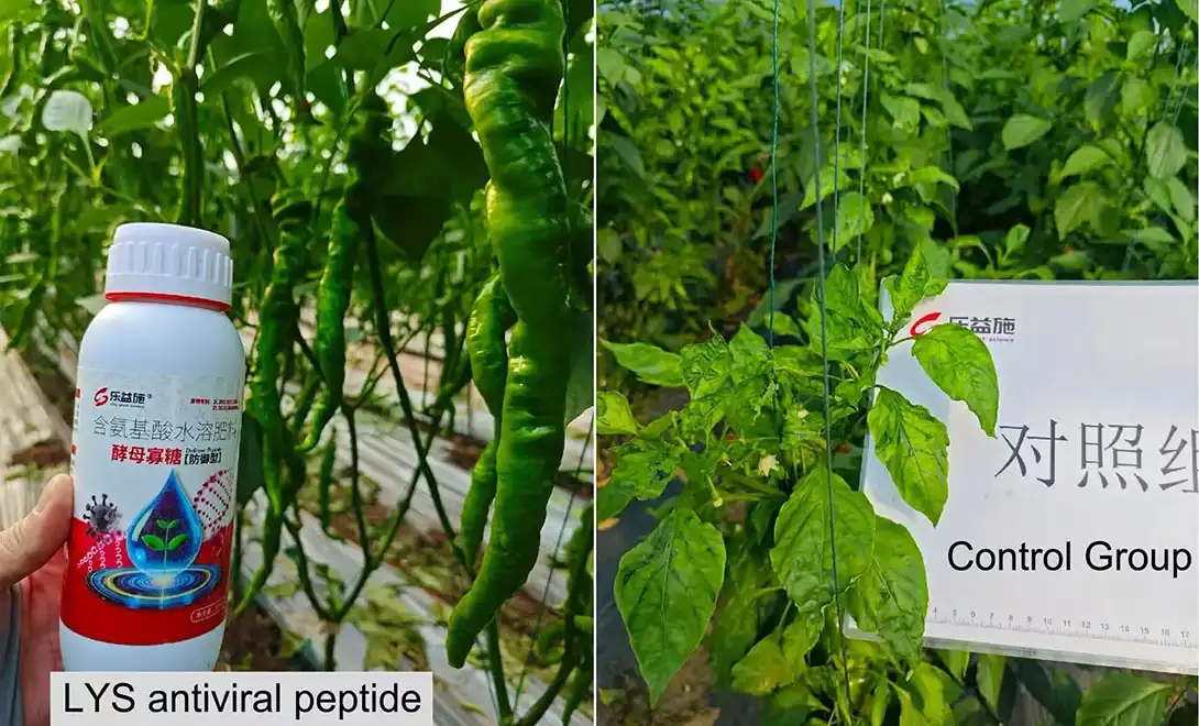 Antiviral peptides for plants Antiviral peptides for plants