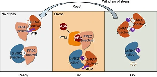 Antiviral peptides for plants Antiviral peptides for plants