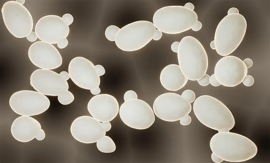 yeast cell-yeast extract