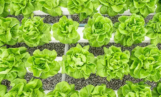 Amino acid water-soluble fertilizers