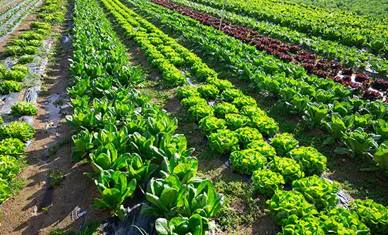 Organic plant growth stimulants Organic plant growth stimulants