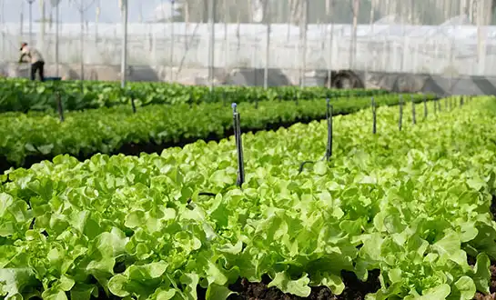 organic plant growth stimulant organic plant growth stimulant