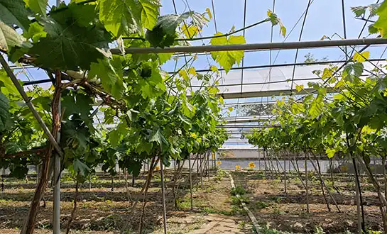 organic plant growth stimulant