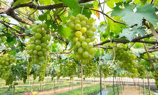 yeast derived peptide