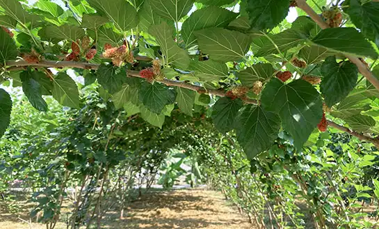 yeast-derived peptide yeast-derived peptide