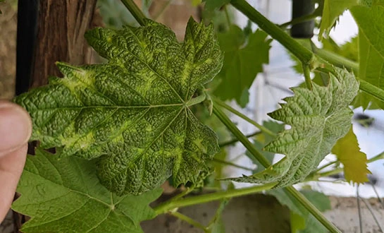 antiviral peptide for plants antiviral peptide for plants