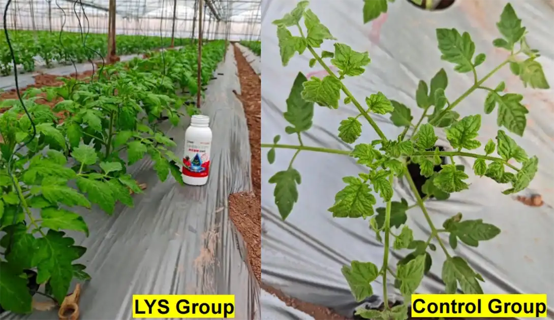 Tomato Antiviral Peptide – Comparison Chart With Use vs. Without Use