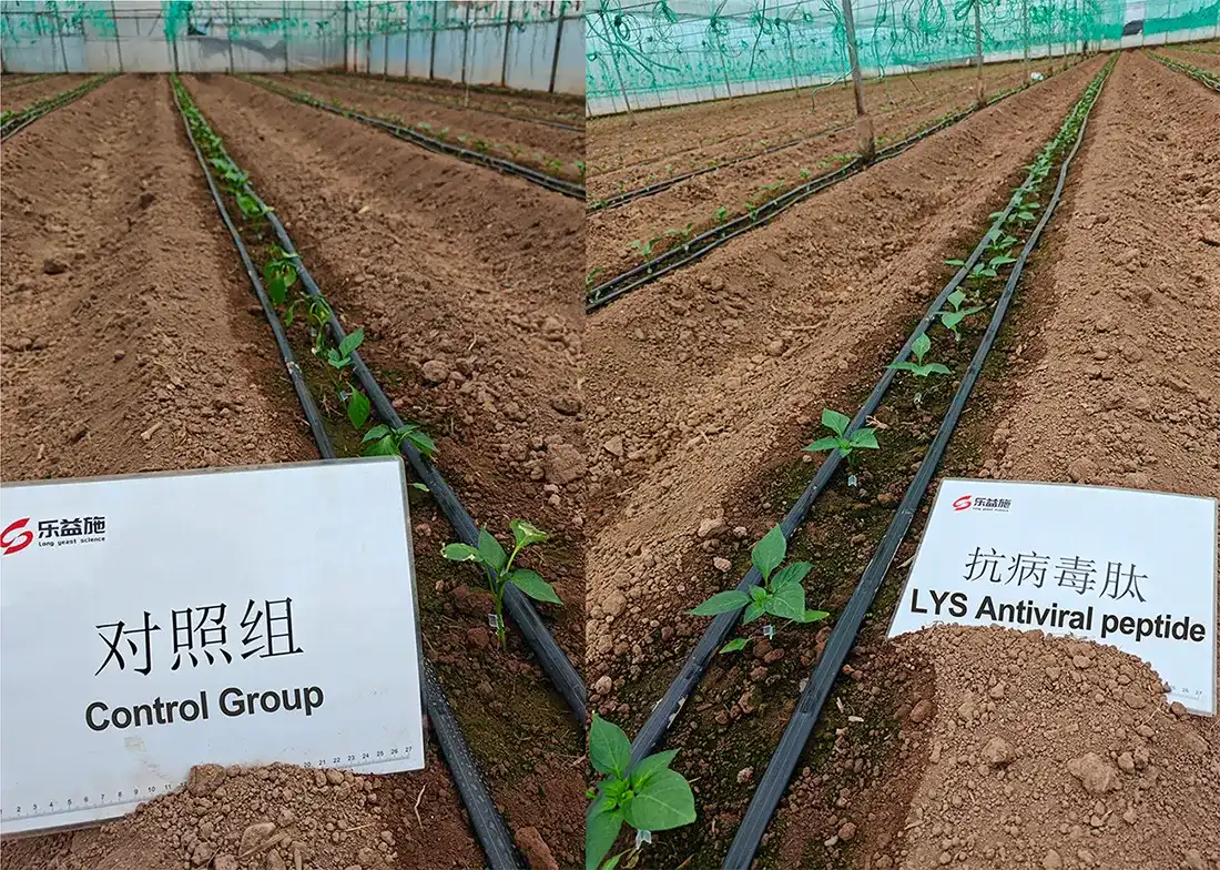 LYS Antiviral peptide-Pepper virus disease