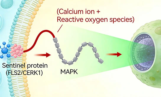 amino acid VS small peptide
