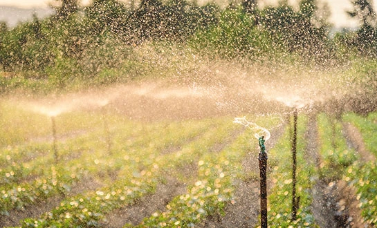 amino acid vs small peptide