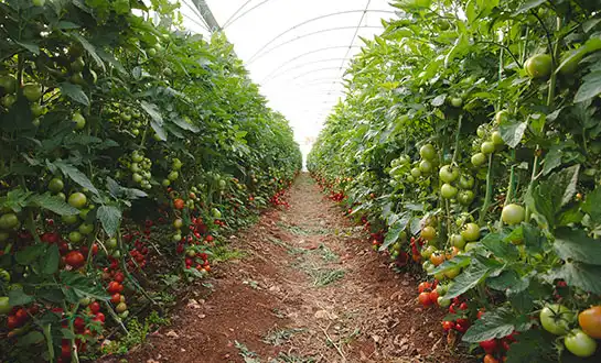 Protein Hydrolysate Biostimulant