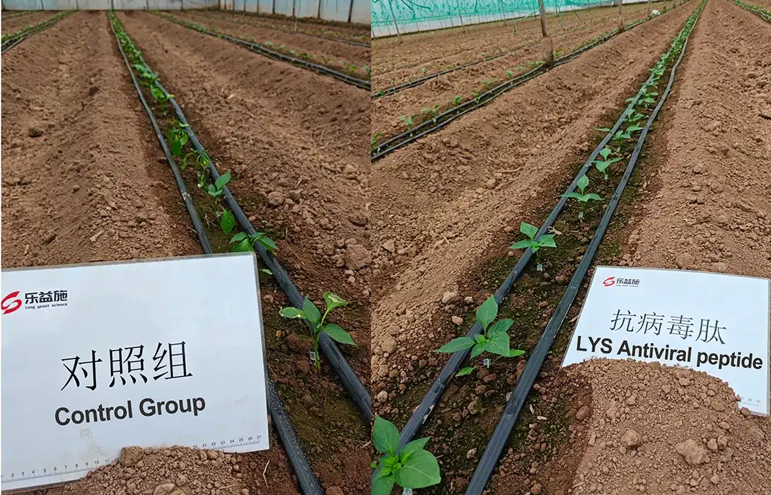 Comparison of chili peppers treated and untreated with LYS yeast amino acid peptides Comparison of chili peppers treated and untreated with LYS yeast amino acid peptides