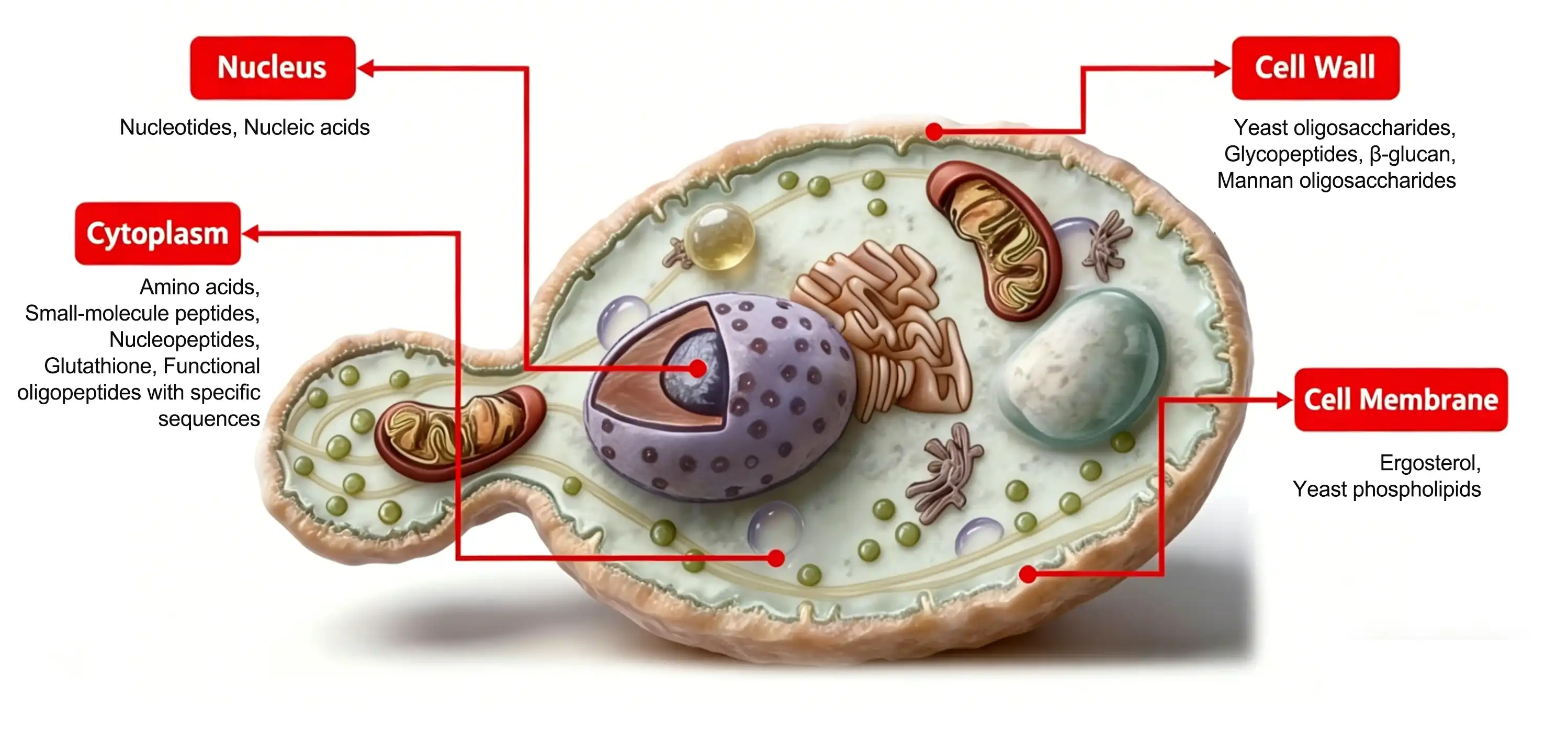 Yeast cells-Structural diagram of yeast Yeast cells-Structural diagram of yeast