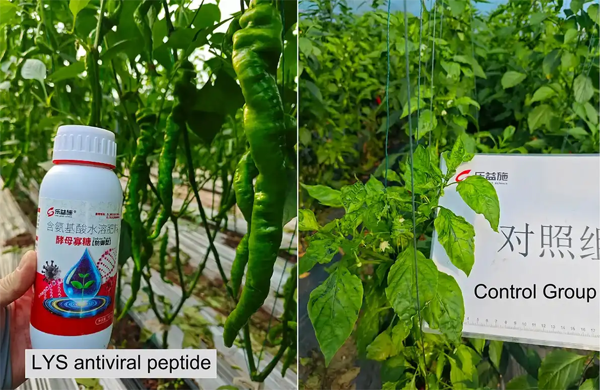 Chili Pepper Growth—Comparison of Plants Treated and Untreated with LYS Antiviral Peptides