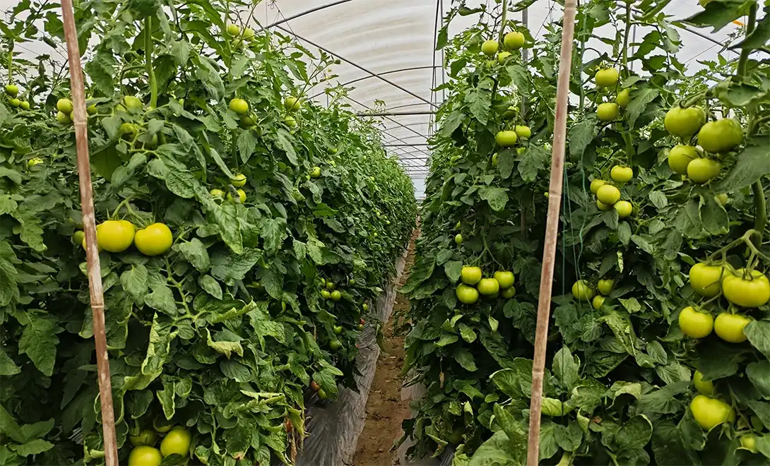 After applying the LYS yeast-derived amino acid peptide stimulator to tomatoes After applying the LYS yeast-derived amino acid peptide stimulator to tomatoes