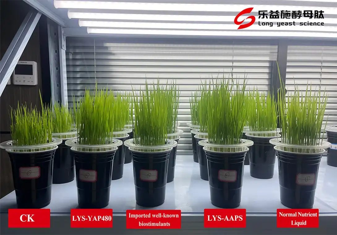 LYS-AAPS-Rice Growth Experiment