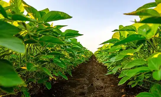 Why Biostimulants Are Moving from “Optional” to “Essential