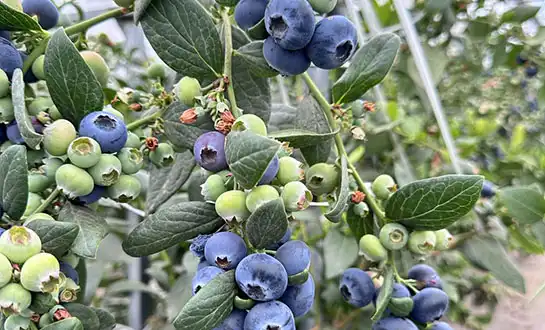 Improve Fruit Set and Quality with Yeast-Derived Bio-stimulants