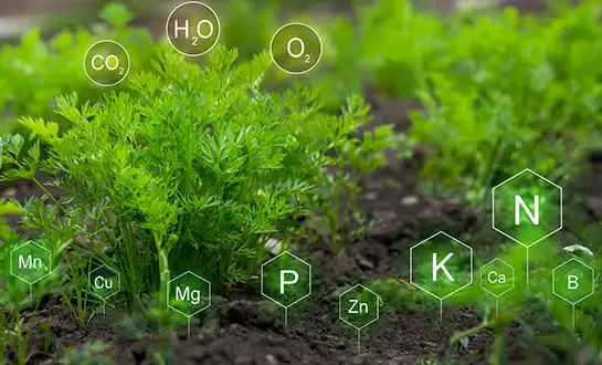 Peptide-Chelated Micronutrients: Maximum Plant Uptake