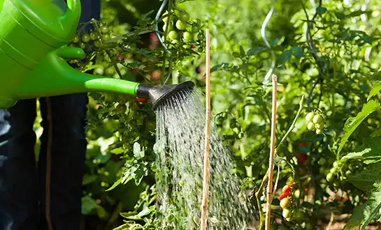 Plant Fertilizers Explained: Nutrition vs Bioactivity